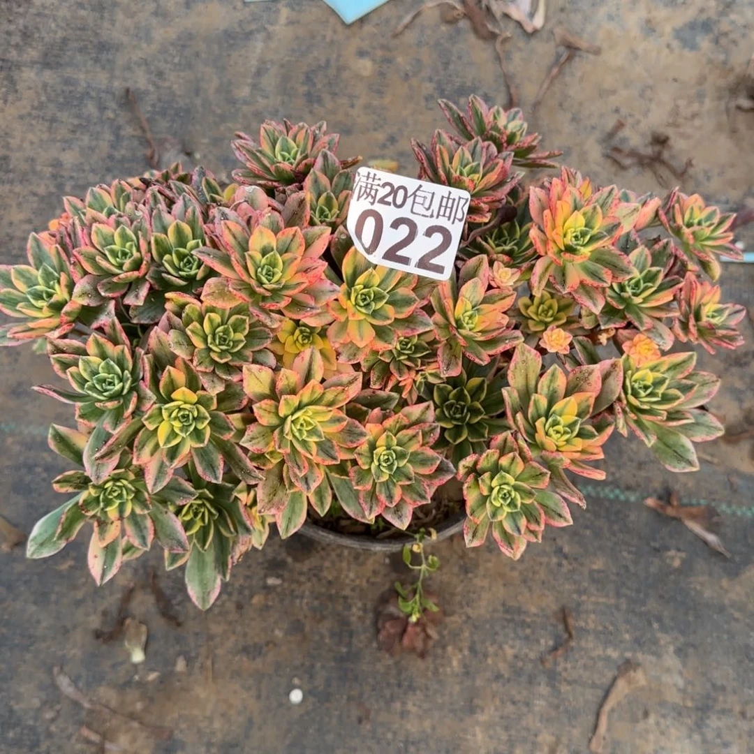 甜茶022满20包邮断枝不包