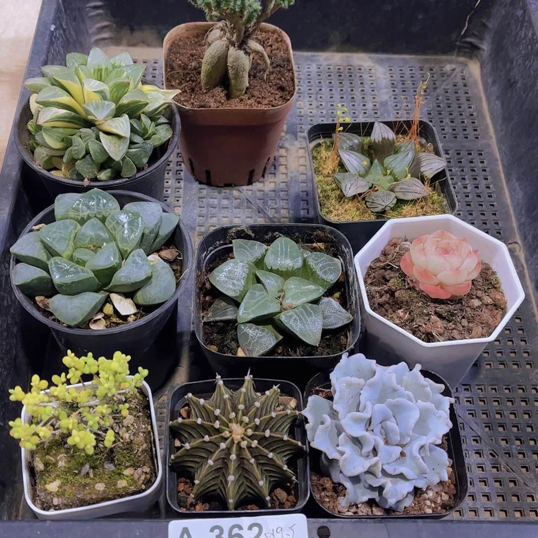 多肉362多肉植物
