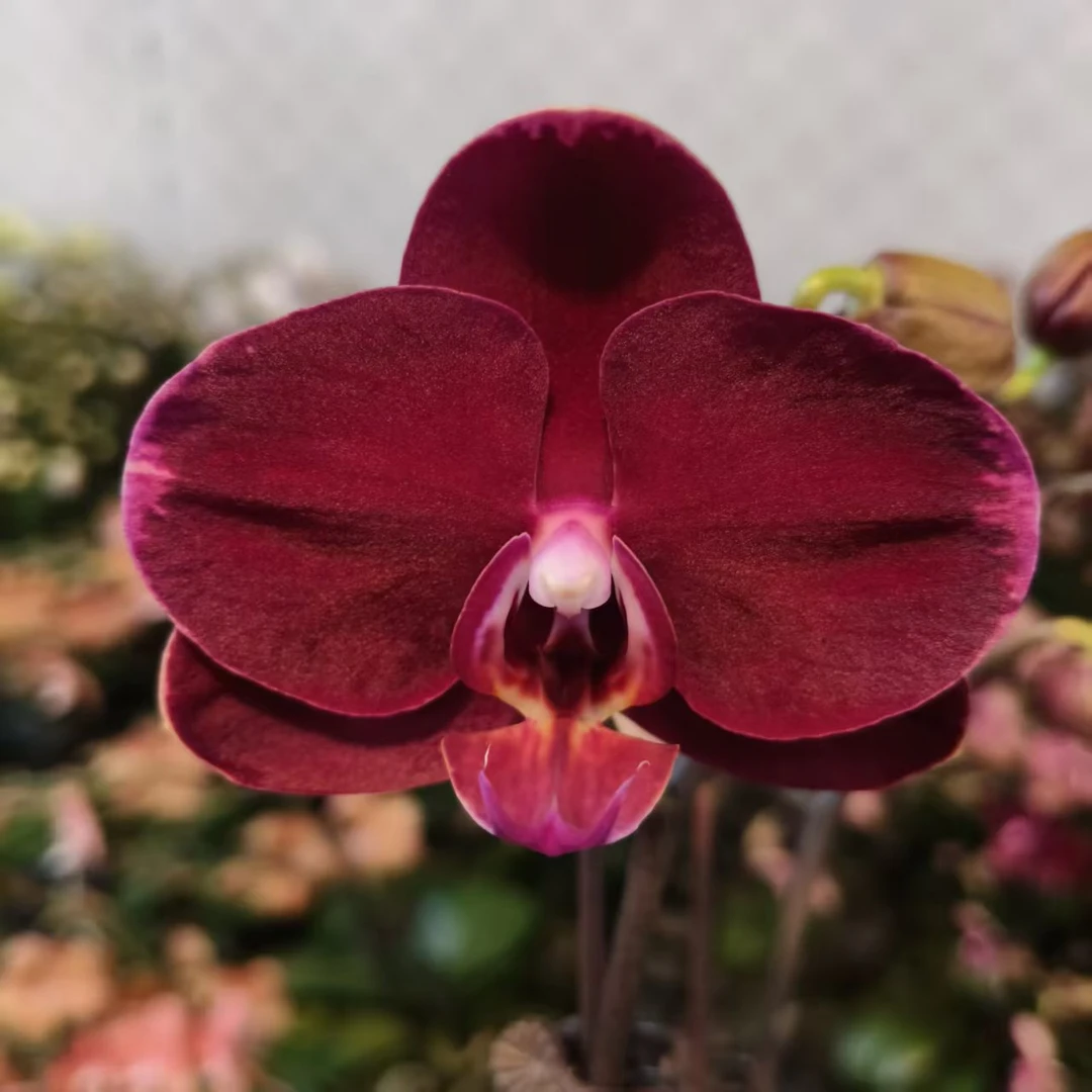 蝴蝶兰【黑红宝石】梦幻浪漫室内高端花卉绿植