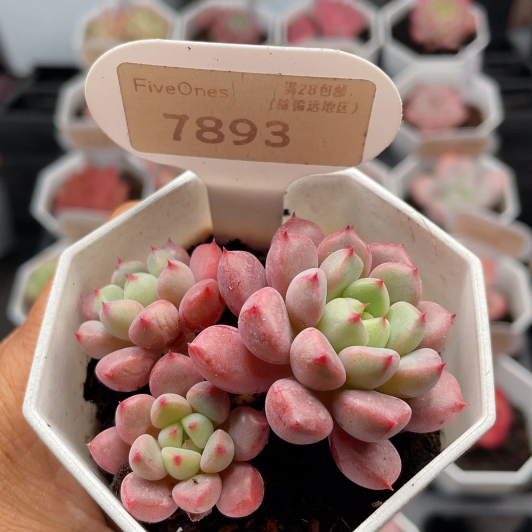 雪桃7893-6.0厘米