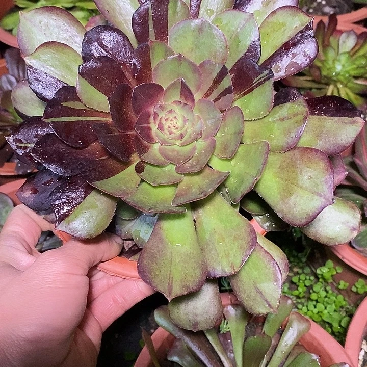 多肉植物保护研究所