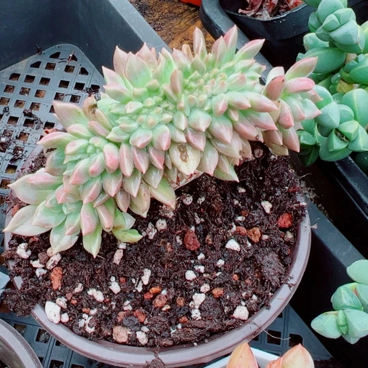 璀璨缀多肉植物一颗