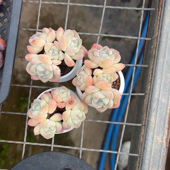 3293，三个四头冰玉带盆发的