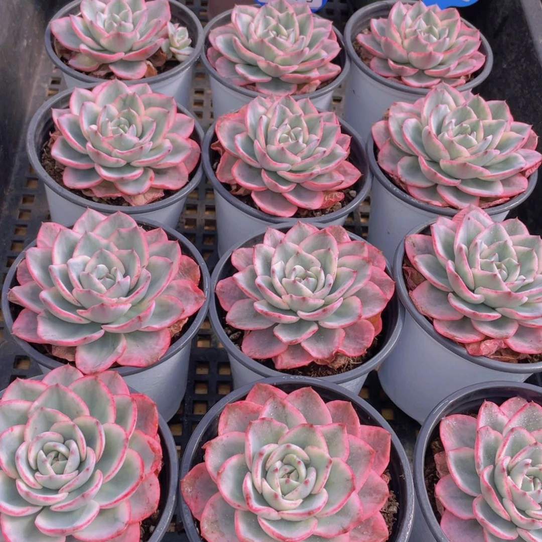 量拍97号 奶油黄桃锦大单头一个