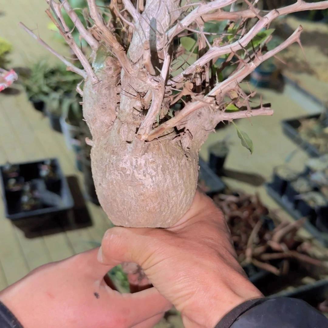 如*块根植物块根植物块根植物