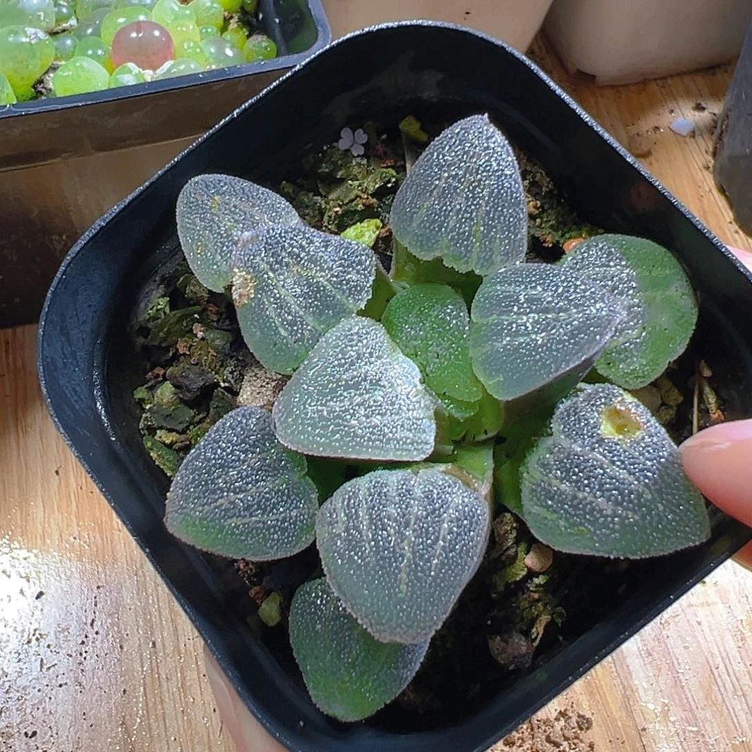 青瓷玉露多肉多肉多肉一颗