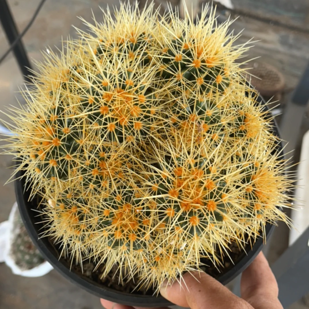 实生根金虎球上球全场满20包邮偏远地区不包邮