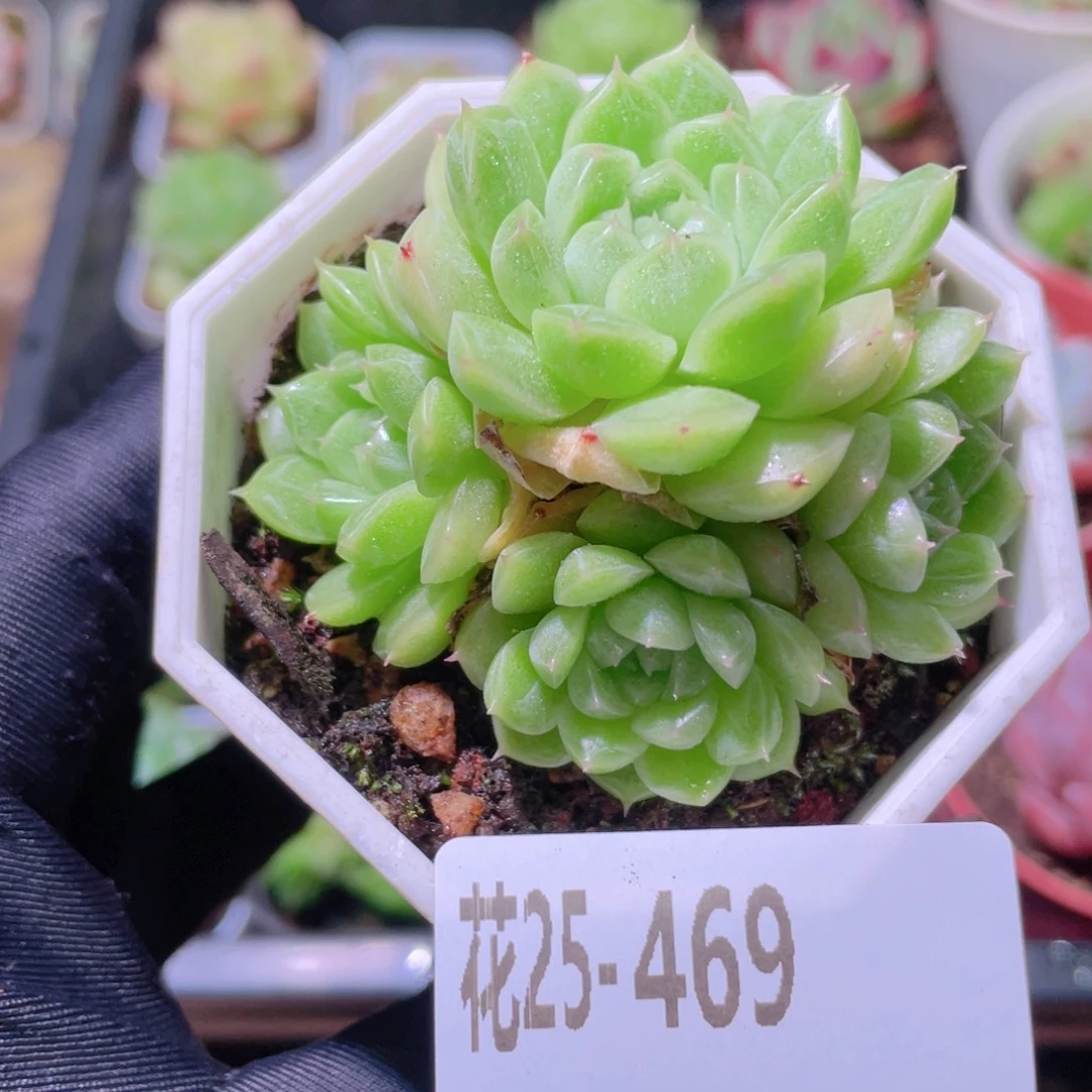 花利美25-469麦秆