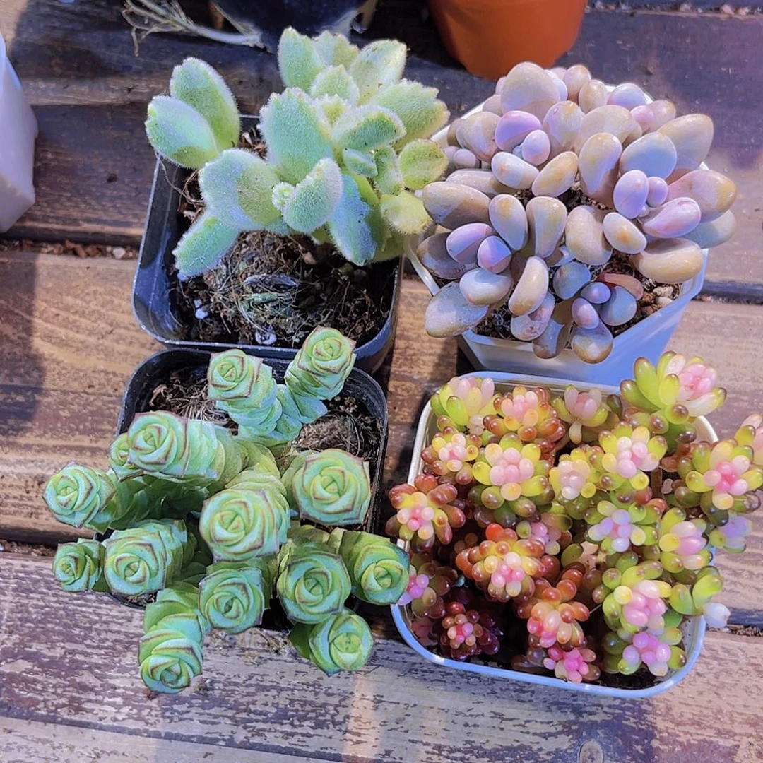 白熊。桃蛋。龙珠。钱多