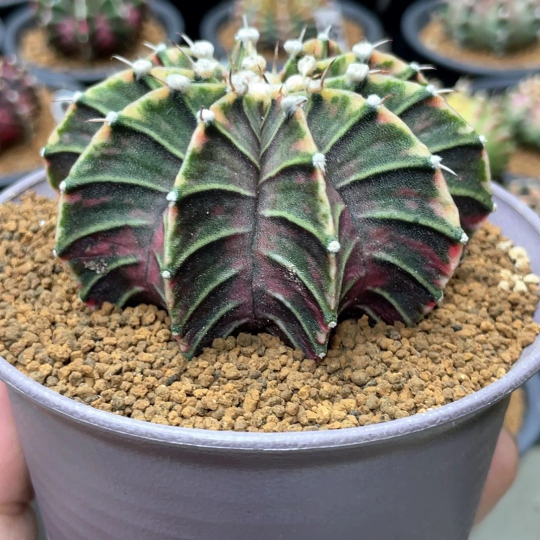 当前无花朵，栽培后可花朵紫粉臀虎斑肋骨