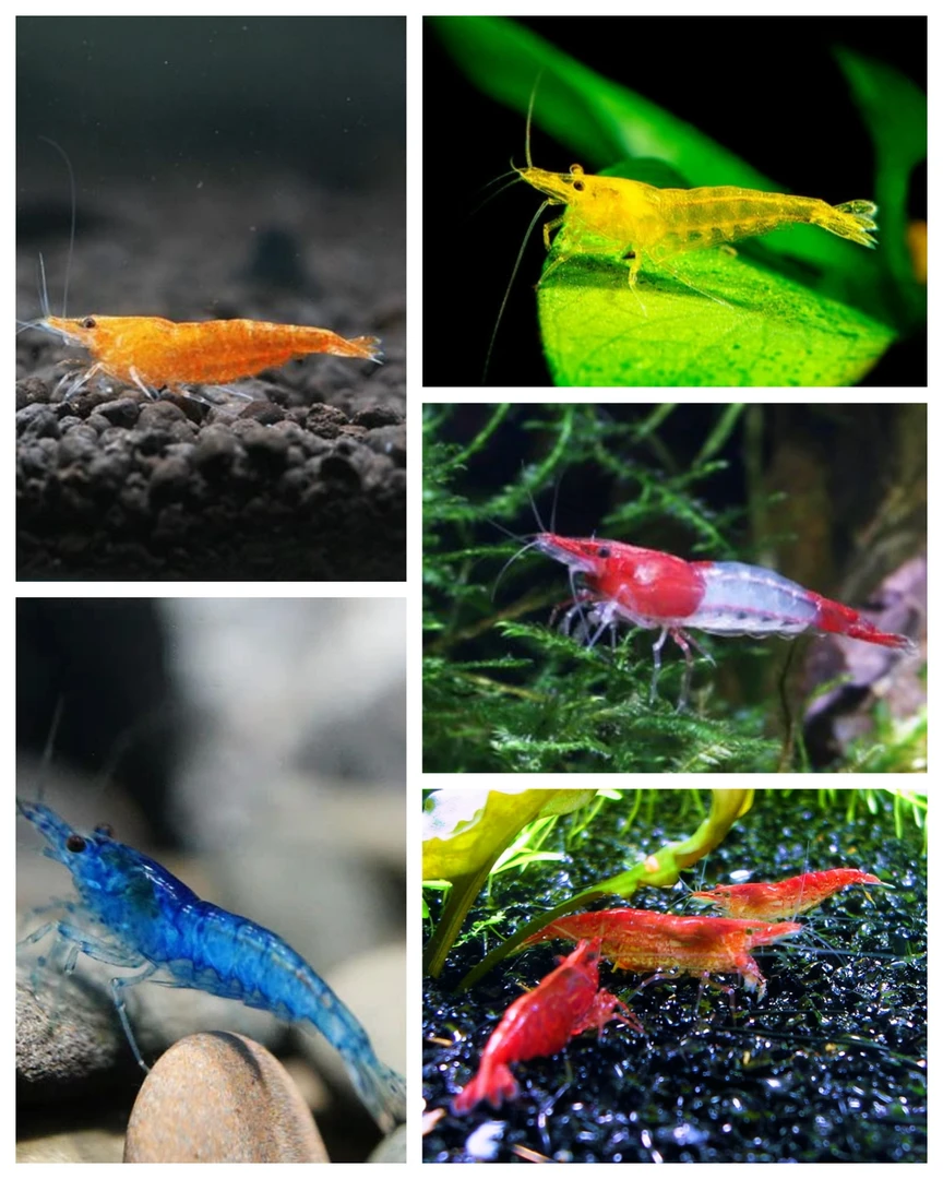 观赏虾淡水耐活七彩混色米虾水草清洁带卵除藻黑壳宠物虾极火繁殖