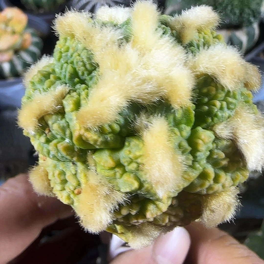 金毛龟甲锦绣124。