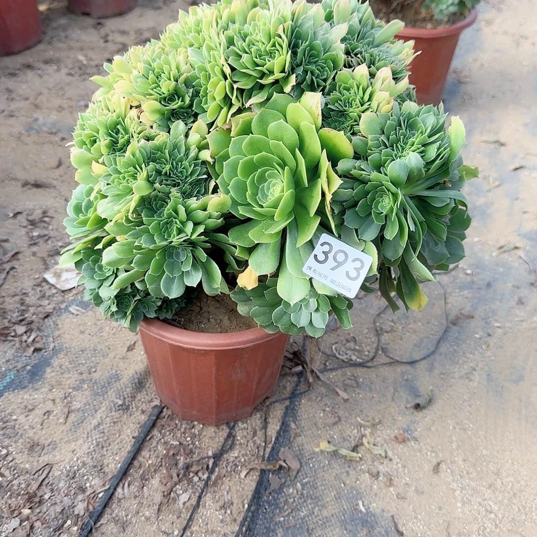 蔚**空393绿朵朵一颗呀呀