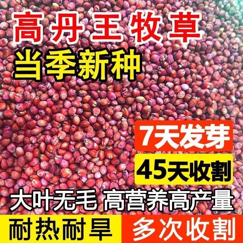 高丹草种子牧草种籽四季生种孑四季收割高产型高丹王牧草种子批发