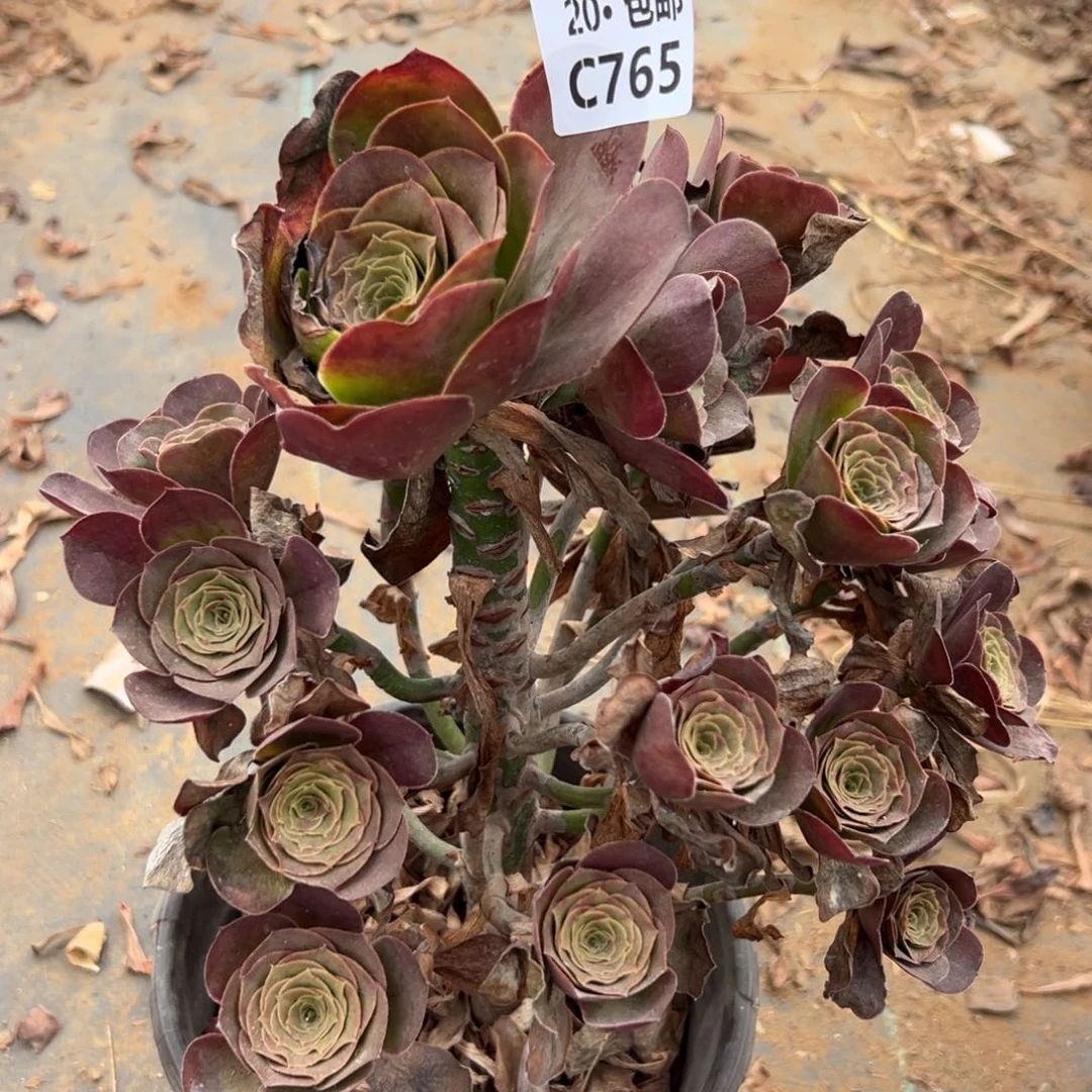 765魅金，多肉法师