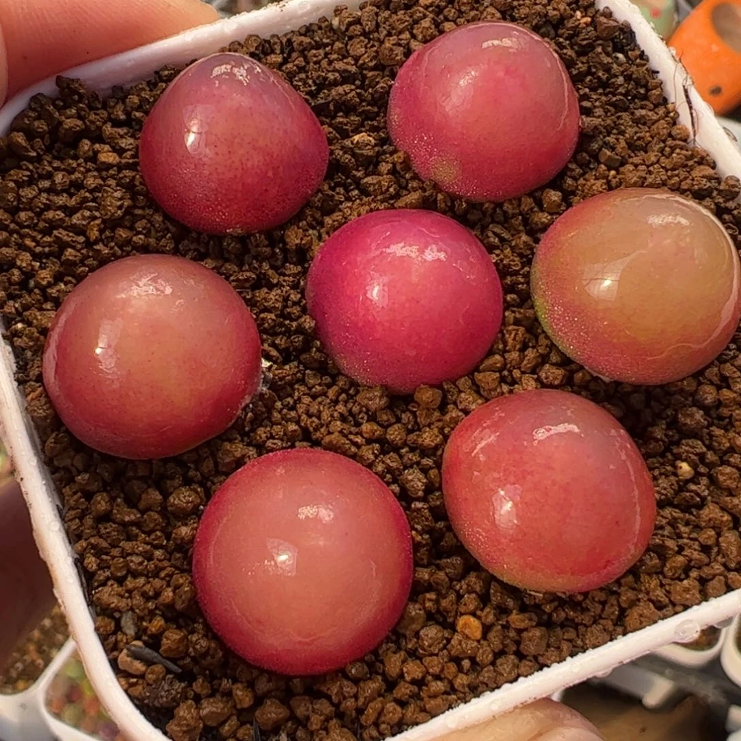 015多肉植物百科