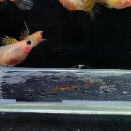 孔雀鱼黄蕾丝玻璃猫三对