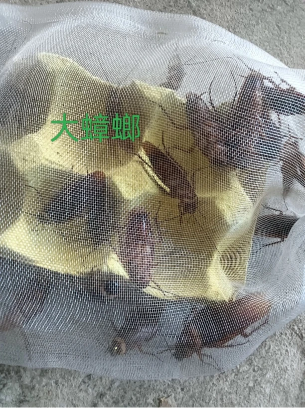 蟑螂小强美洲大蠊活饵钓鱼专用高效诱鱼江团黄辣丁人工养殖