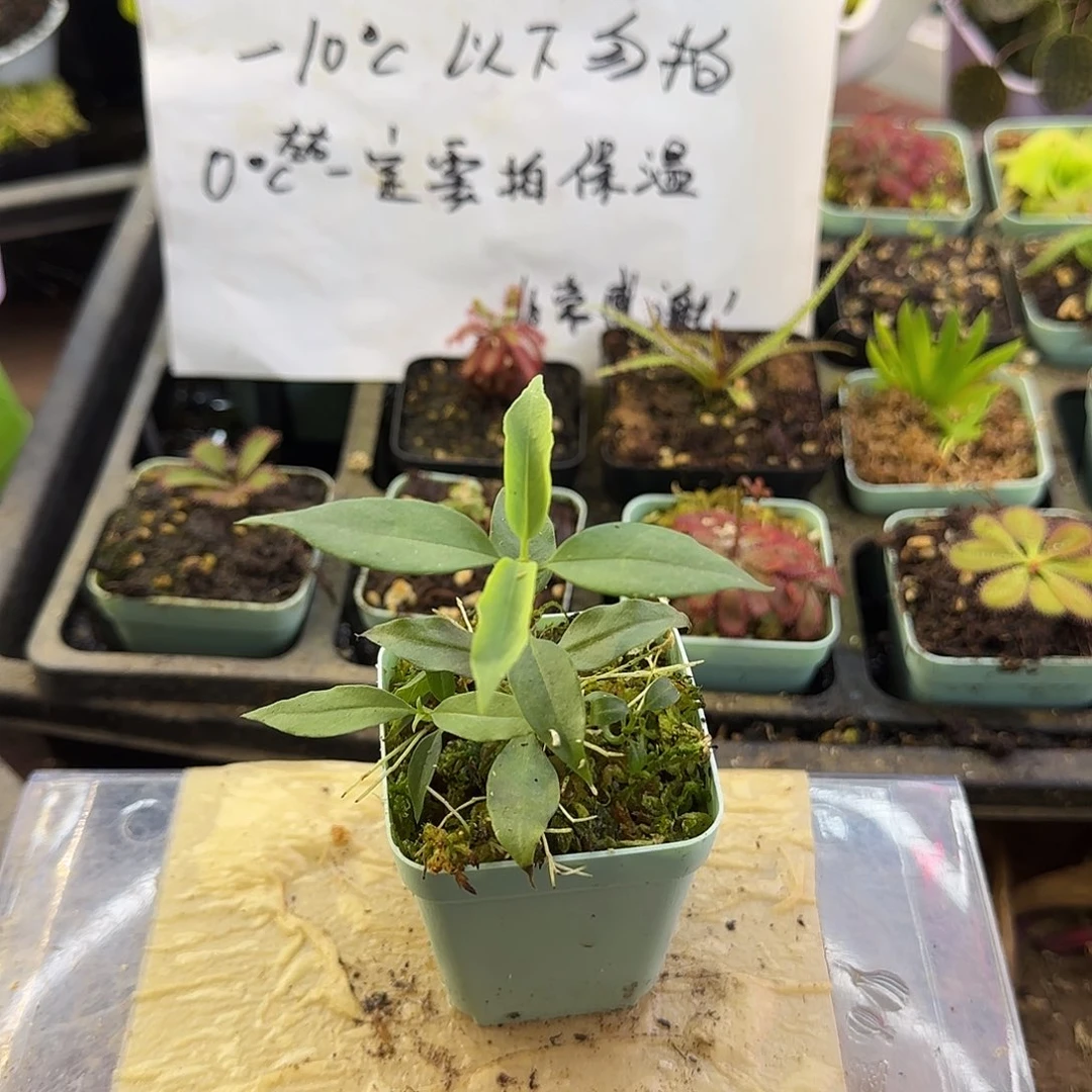 完全开放炮筒蚁寨