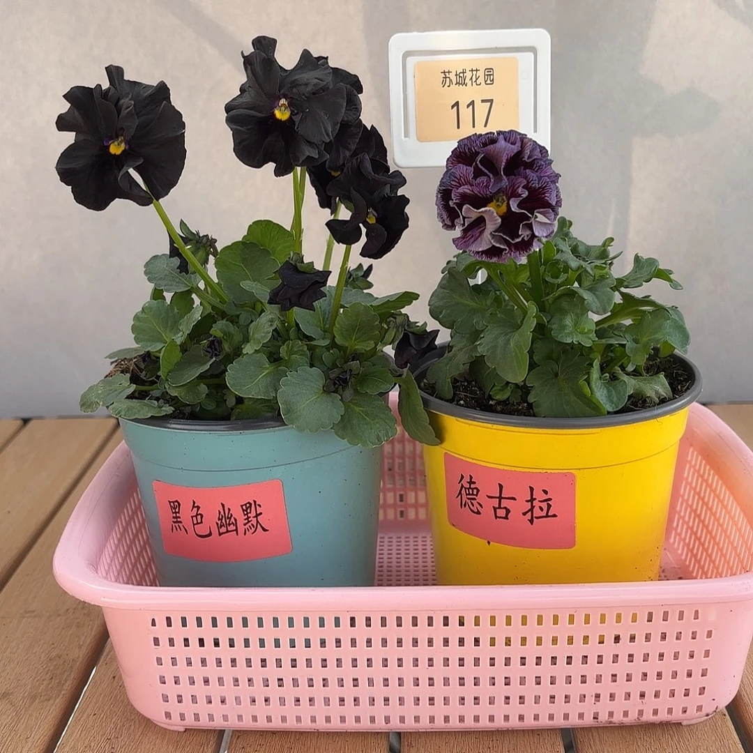 大部分开放少量花苞117