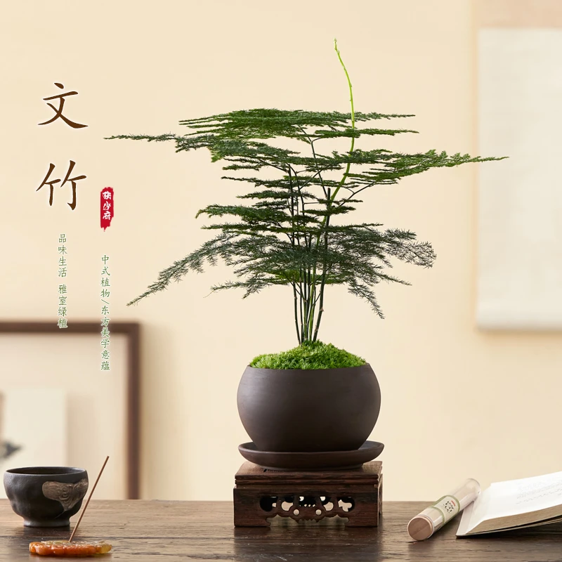文竹盆栽植物室内客厅中式禅意小盆景好养绿植办公室摆件创意花卉