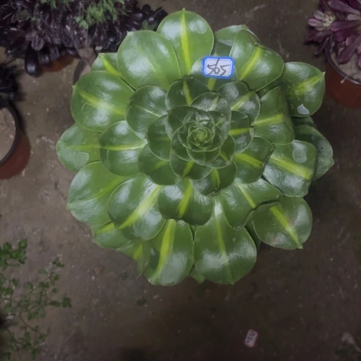 ?****?一物一拍多肉君美丽565