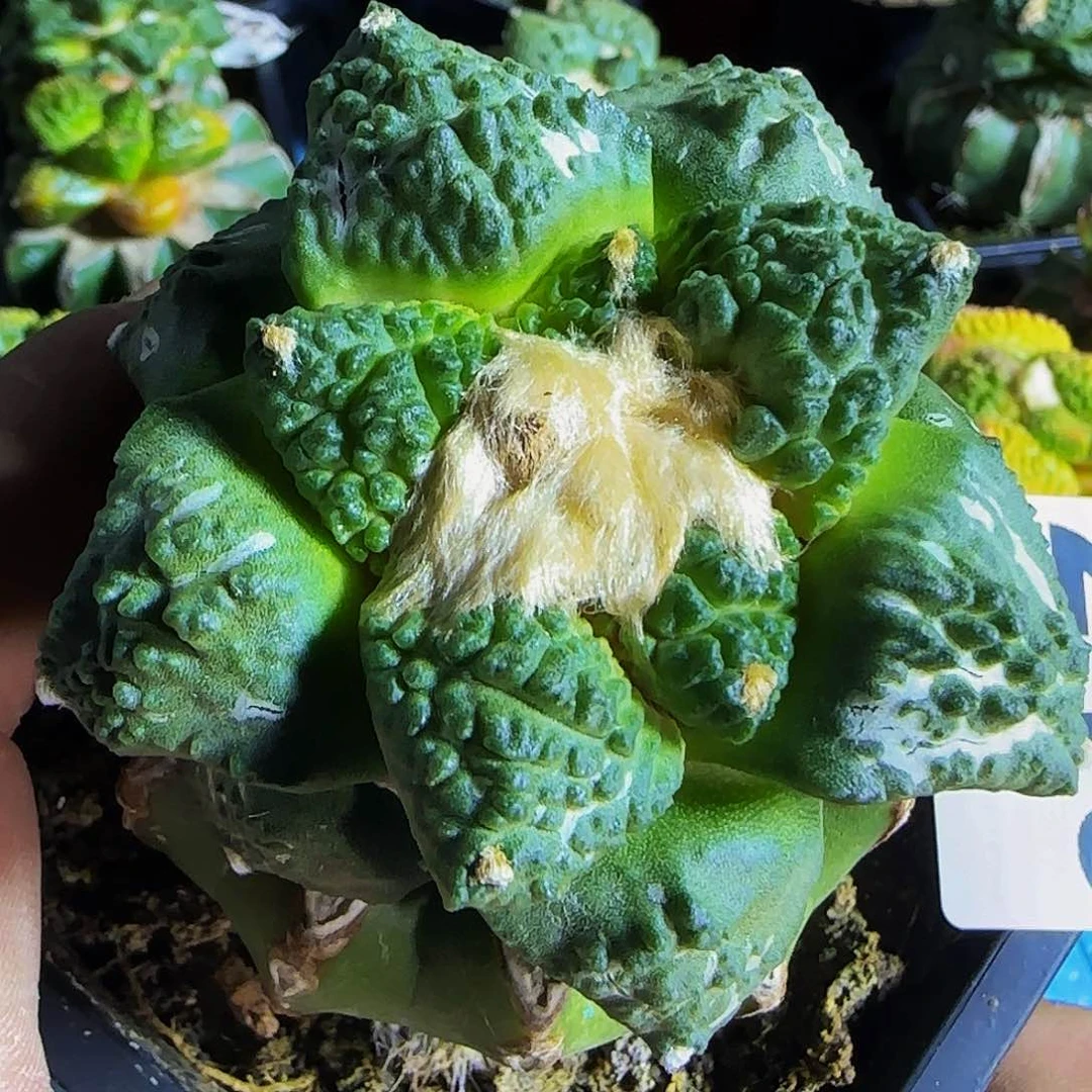 龟甲219仙人球开花