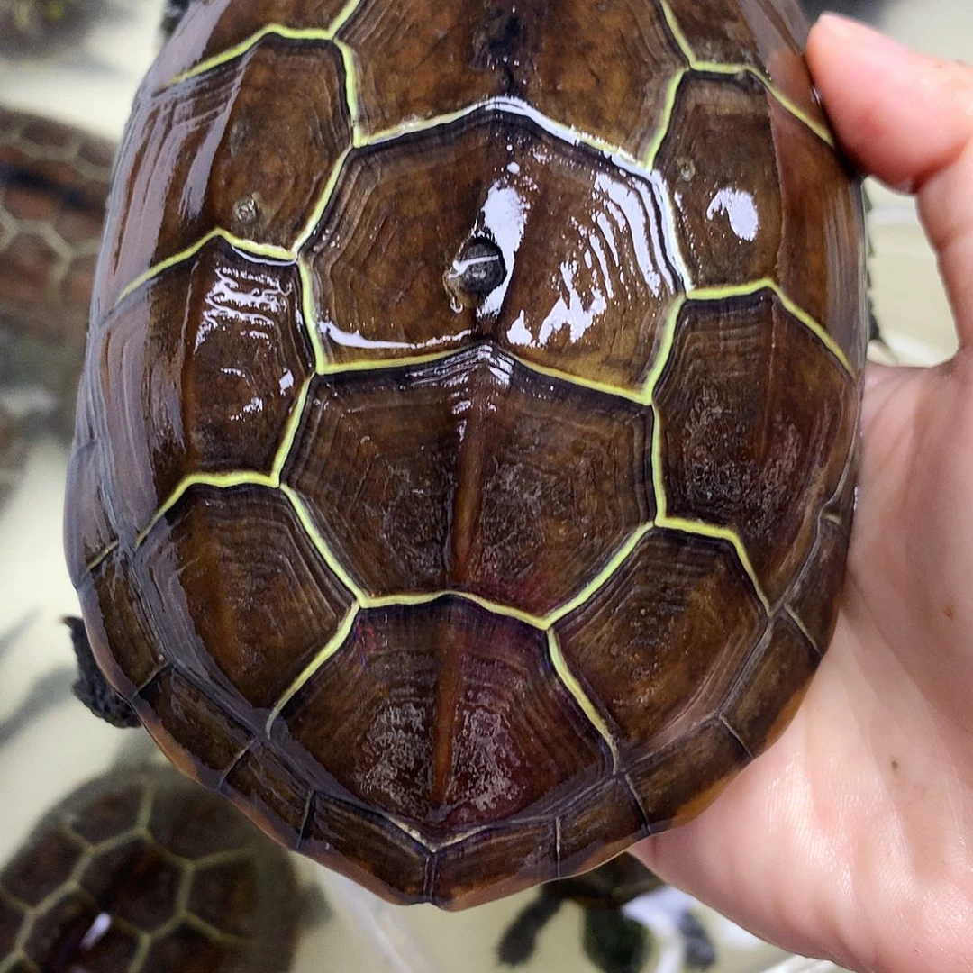 绿毛龟母中华草龟不分公母