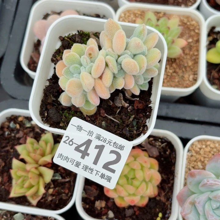 雪晃星缀化无盆土发货无