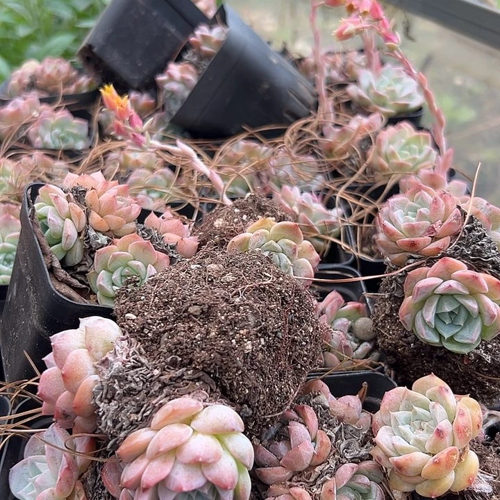 无花朵冰珀芙蓉10颗。