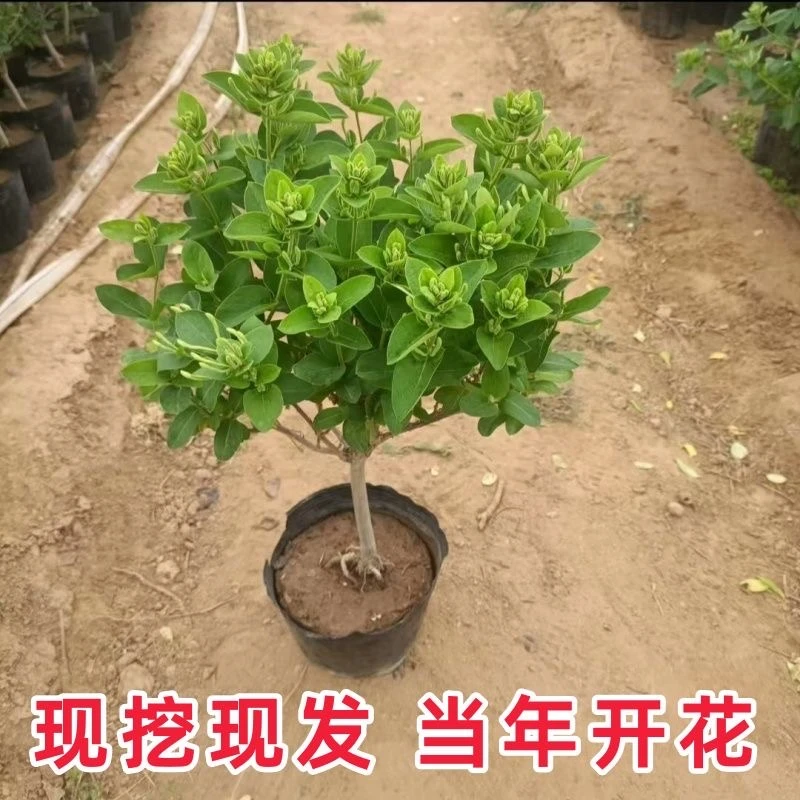 【金银花】盆栽地栽老桩耐寒植物花卉室内室外盆栽