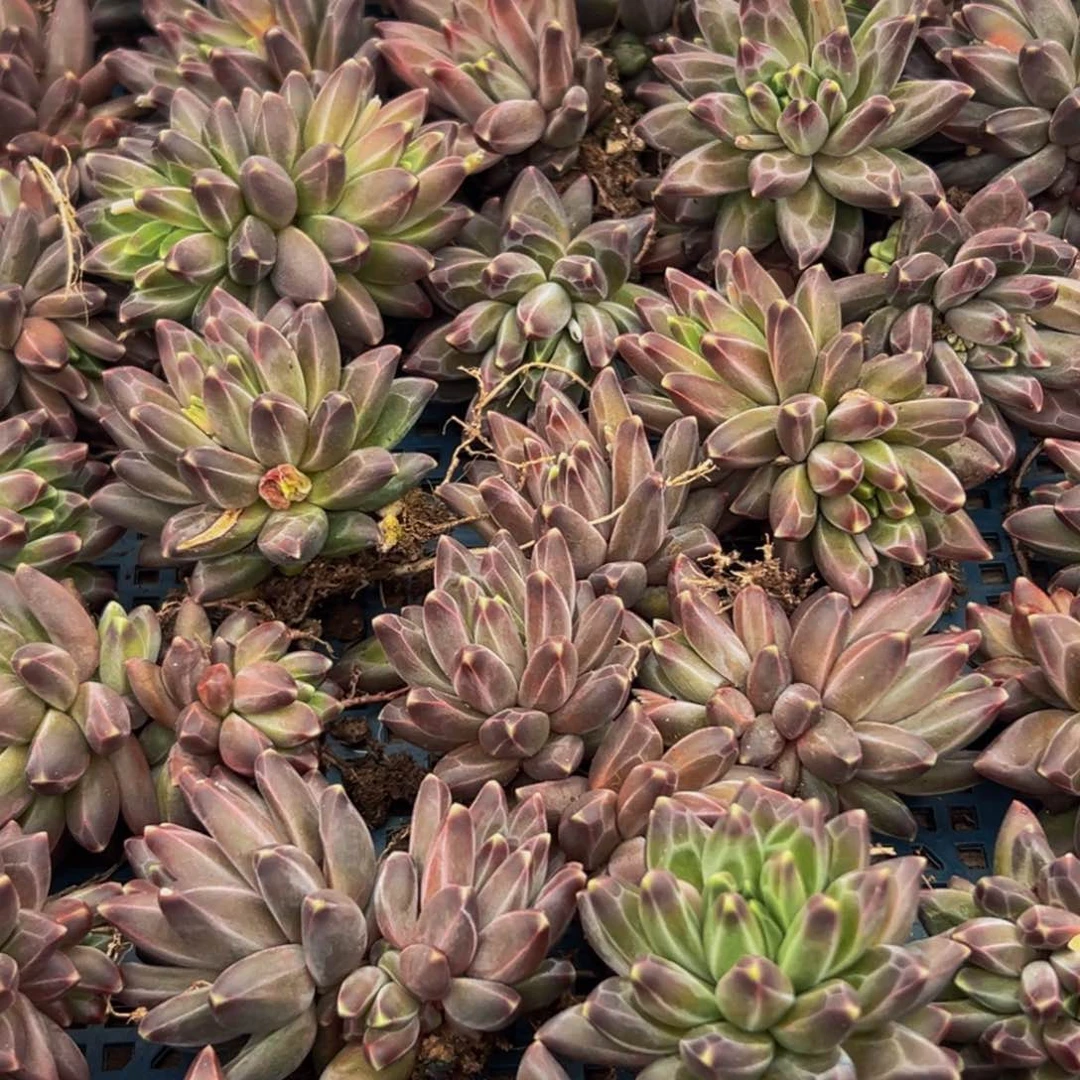 6颗美人系列多肉植物福利