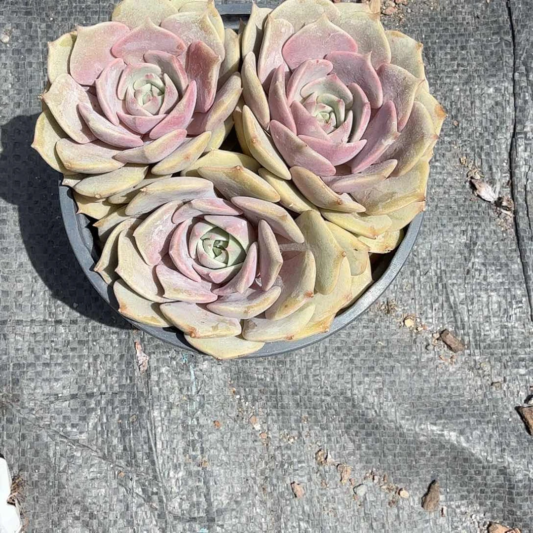 粉蝶三头多肉植物精品