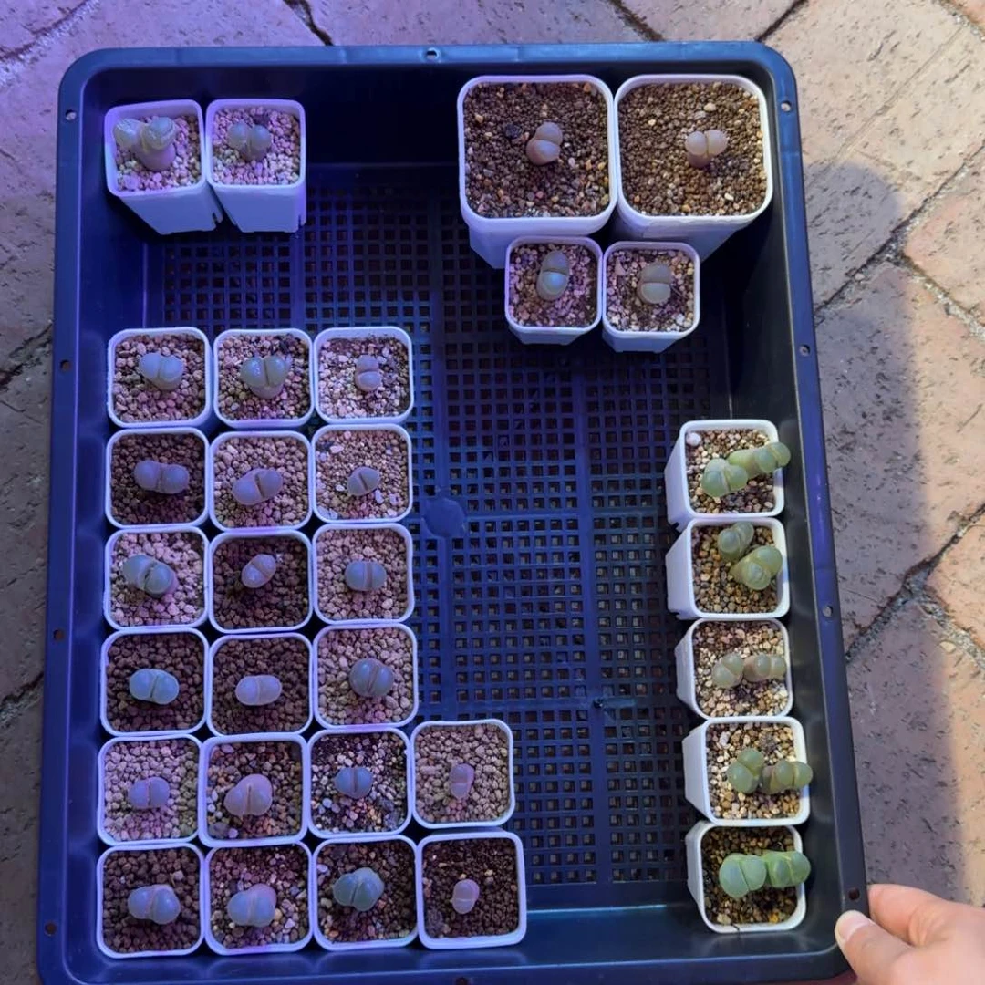 薄****多肉.........带盆土发货....