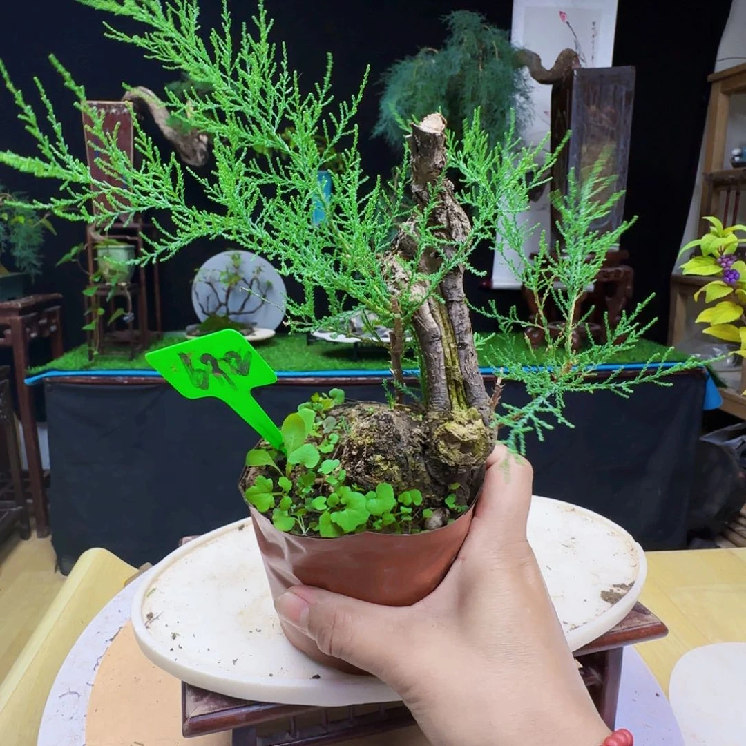 平***安无花朵三春柳柽柳带盆包邮