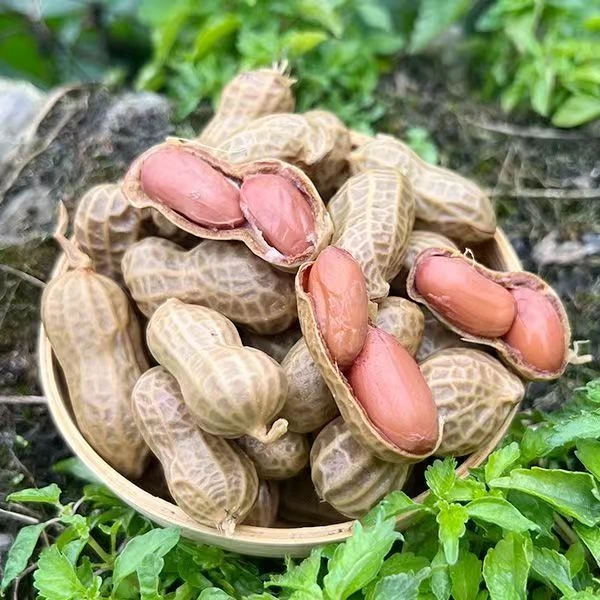 【邮政严选】麻辣五香煮花生卤煮花生