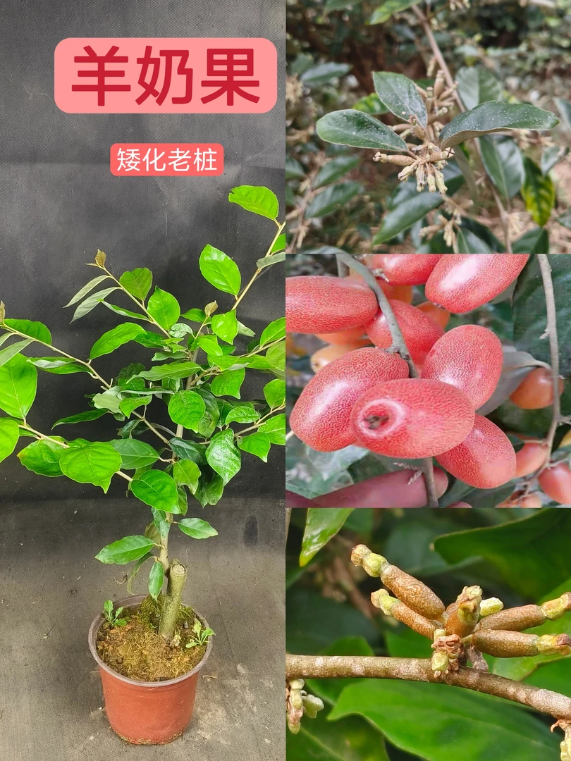 羊奶果树苗羊奶果苗德田二号大果绿植盆景盆栽珍贵果苗羊巴奶黑