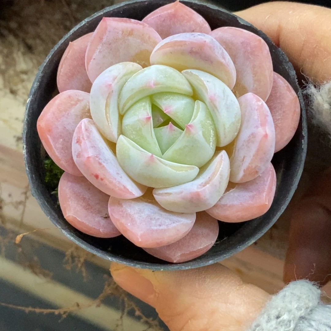 精品多肉一物拍不包整269