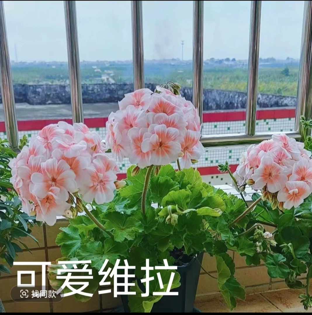 【可爱的维拉（15cm口径）-半兽系】新品天竺葵，不带花苞花球巨大