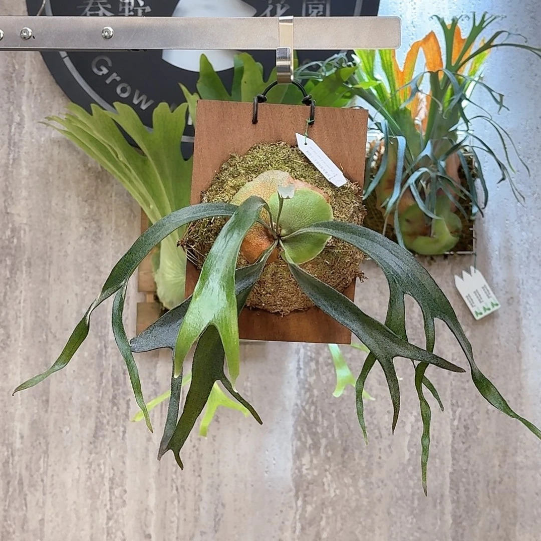 不开花植物小猫咪鹿角蕨