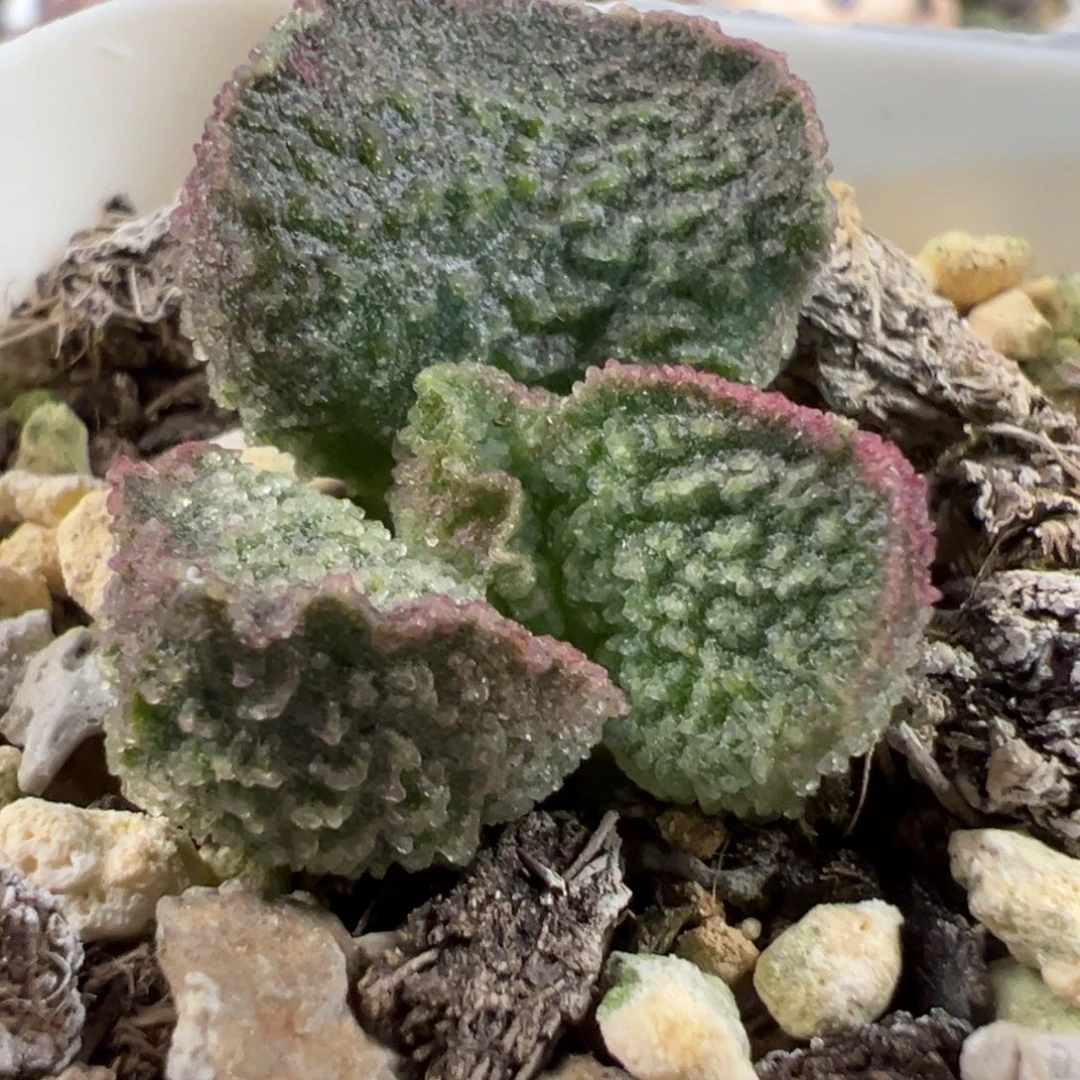 实生新品多肉植物水泡多肉植物