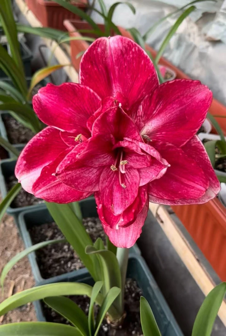 新品上新 汤姆 包对版