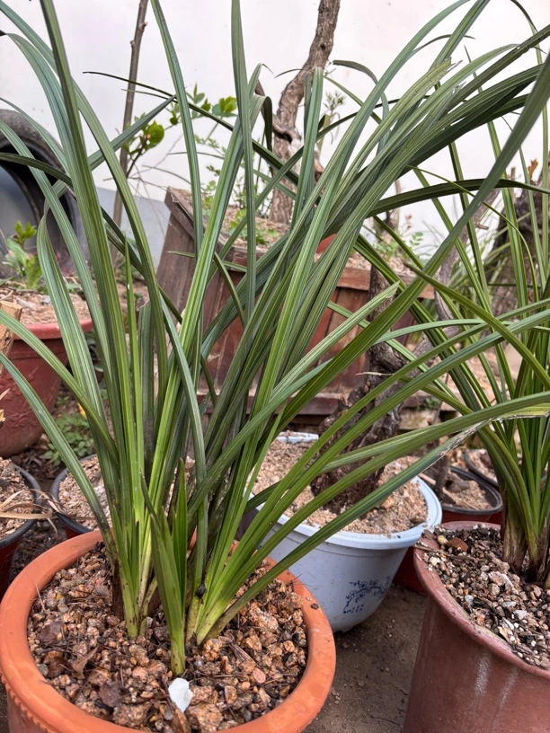 兰花欣赏一物一拍直播专用私拍不发货