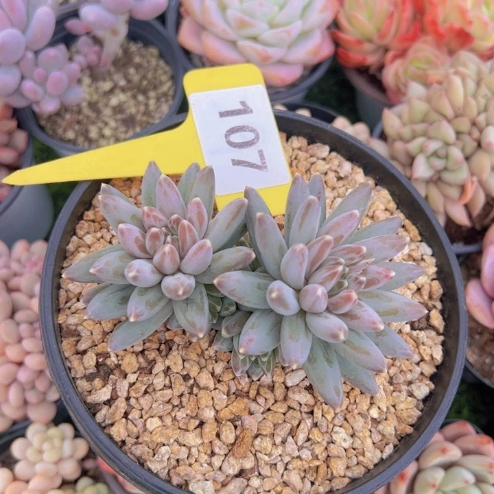 健健康康平平安安