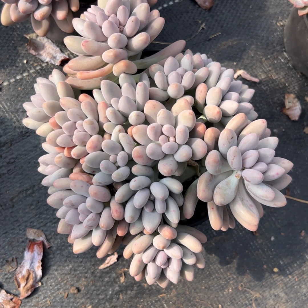 多肉植物粉色恋人