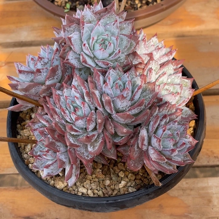 秋可园艺 粉蓝鸟朵朵缀