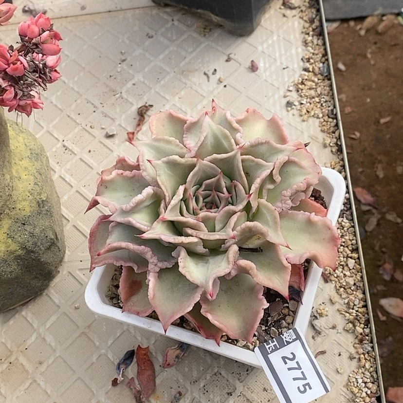 【闪购商品】饺子皮2775