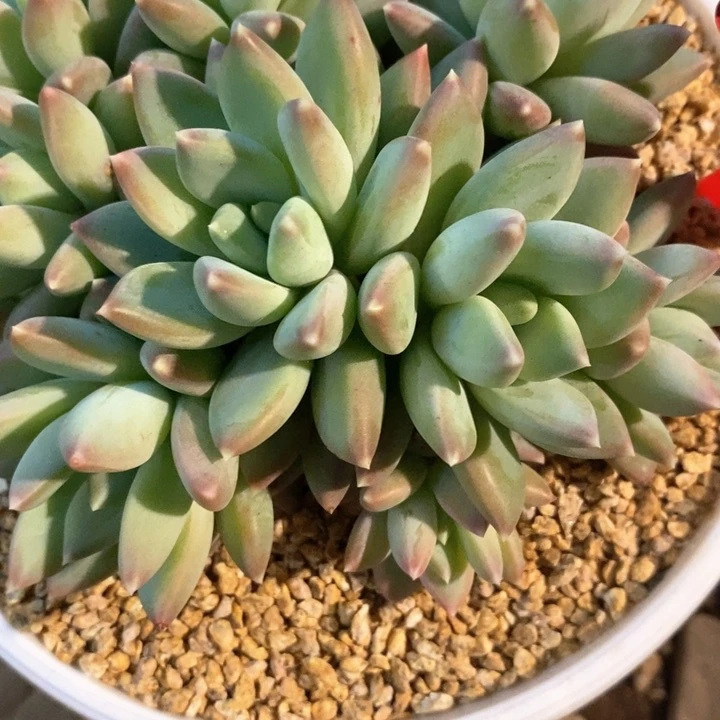 心***糕我是真的很喜欢