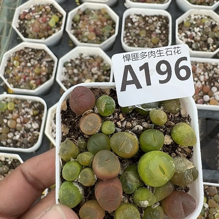 196多肉植物多肉植物