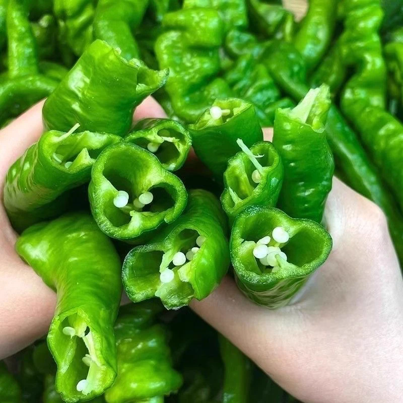 陕西新鲜采摘薄皮中辣特辣螺丝椒产地直发应季蔬菜皱皮批发香辣